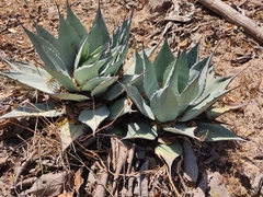 Agave applanata
