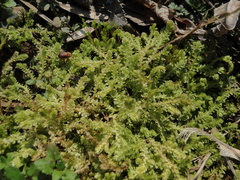 Selaginella apoda