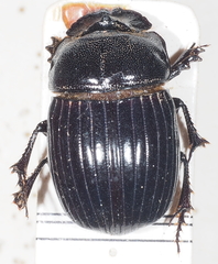 Copris insidiosus