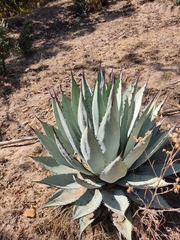 Agave applanata