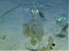 Sepioteuthis australis