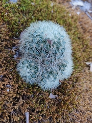 Mammillaria densispina