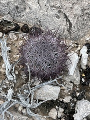 Echinomastus johnsonii