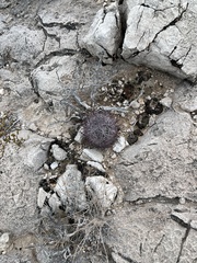 Echinomastus johnsonii