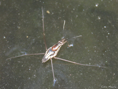 Limnogonus