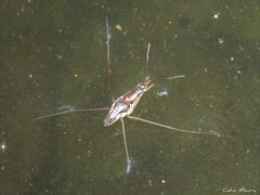 Limnogonus