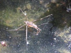 Limnogonus