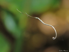 Ariamnes longissimus