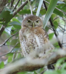 Glaucidium siju