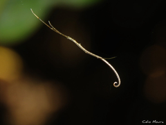 Ariamnes longissimus