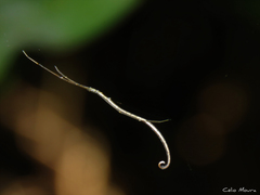 Ariamnes longissimus