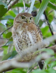 Glaucidium siju