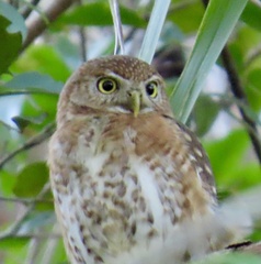 Glaucidium siju