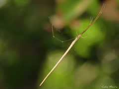 Ariamnes longissimus