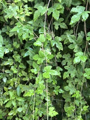 Vitis ficifolia