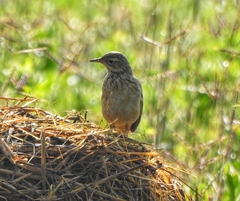 Anthus godlewskii