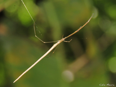 Ariamnes longissimus