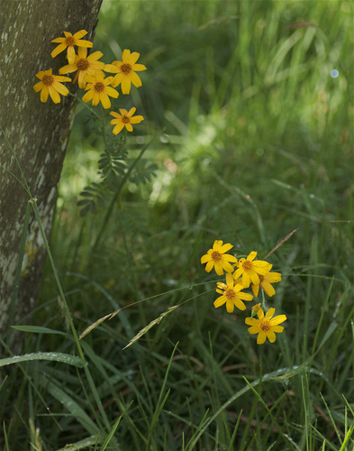 Tagetes zypaquirensis, photograph 3