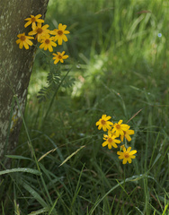Tagetes zypaquirensis