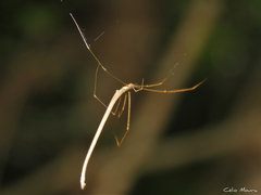 Ariamnes longissimus