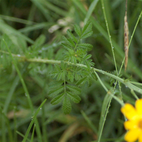 Tagetes zypaquirensis, photograph 4