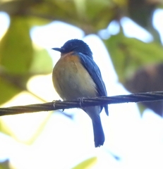 Cyornis tickelliae