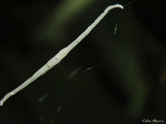 Ariamnes longissimus