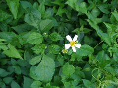 Bidens alba
