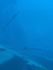 Aulostomus strigosus