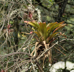 Tillandsia