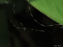 Ariamnes longissimus