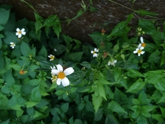 Bidens alba