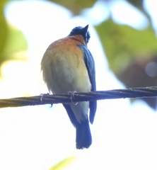 Cyornis tickelliae