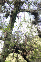 Tillandsioideae