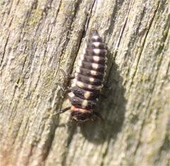 Eriopis punicola