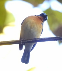 Cyornis tickelliae