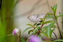 Junonia atlites atlites