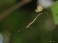 Ariamnes longissimus