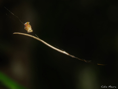 Ariamnes longissimus