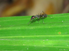 Cardiacephala guttata