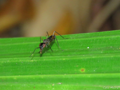 Cardiacephala guttata