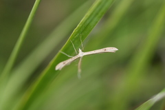 Pterophoroidea