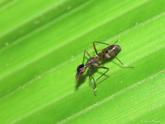 Cardiacephala guttata