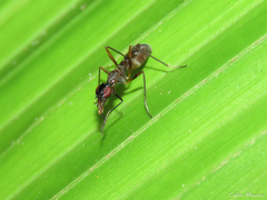 Cardiacephala guttata