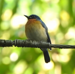 Cyornis tickelliae