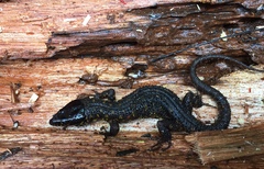 Lepidophyma flavimaculatum