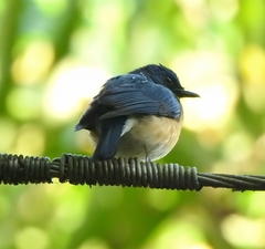 Cyornis tickelliae