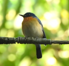 Cyornis tickelliae