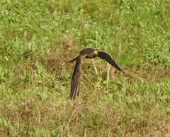 Falconiformes
