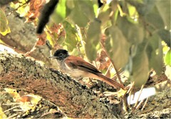 Terpsiphone viridis granti